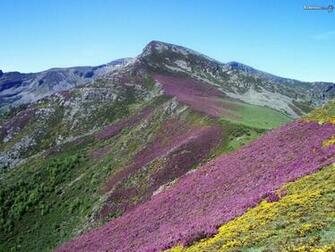 Mountain Wildflowers Wallpaper