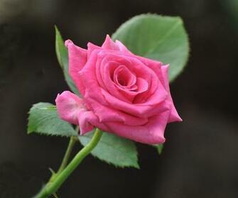 Gulab Ke Phool Ka Wallpaper Check Out Rose