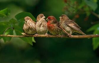 Wallpaper Birds Branch Family Finches Image For Desktop