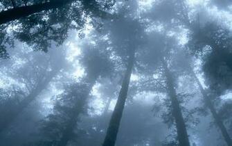 Winter Fog Nature Wallpaper In Resolution