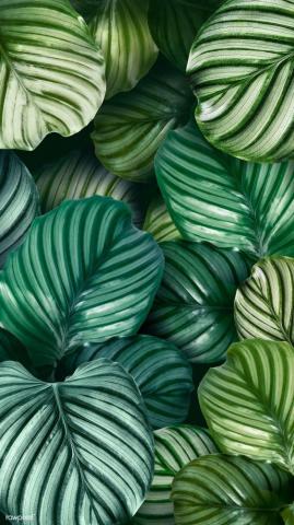 Premium Image Of Green Natural Calathea Orbifolia Leaves