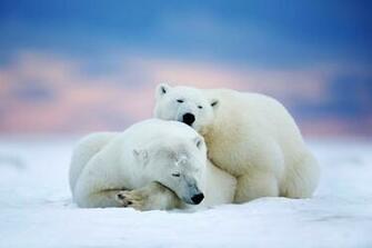 Polar Bears Two Sleeping Arctic Alaska Snow Sky Wallpaper