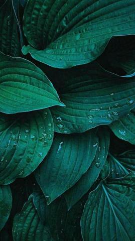 Random Phone Wallpaper Plant Green Aesthetic