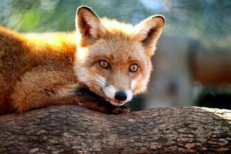 The Fantastic Mr Fox Wallpaper