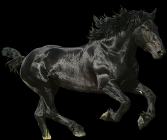 Black Horse Running Png Image With Alpha Transparent Background