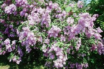 Lilac Bushes