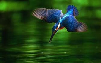 Timeline Kingfisher Birds HD Wallpaper Background