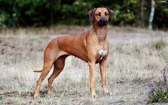 No Lost Dogs D Is For Dog Hound