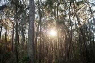 Sun Trees Life National Geographic Photo Contest