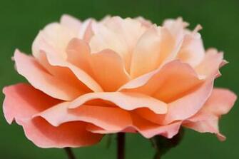 Light Pink Rose Flowers Wallpaper By Imladris517