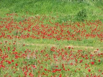 Anemones Wallpaper