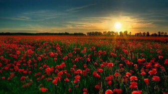 Red Poppy Garden