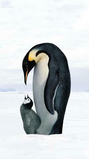 March Of The Penguins Phone Wallpaper Moviemania