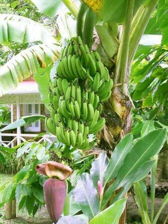 Banana Tree Desktop Wallpaper