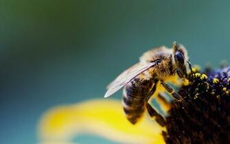 Bee Computer Wallpaper Desktop Background Id