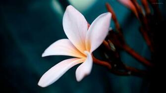 Awesome Flower Close Up HD Wallpaper
