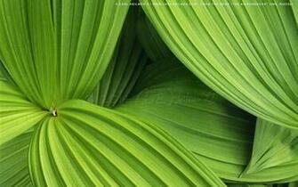 Adirondack Wallpaper Niagara Falls Wild New York