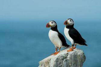 Atlantic Puffin Wallpaper