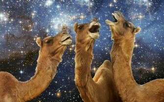 Llama Lachen Wallpaper Allwallpaper In Pc De