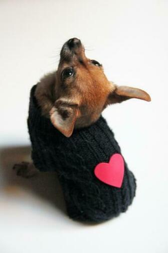 Valentine Dog Wallpaper HD