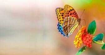 Butterfly And Flower 4k Ultra HD Wallpaper Ololoshenka