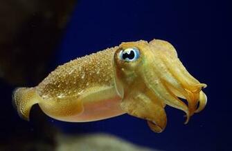 Octopus Wallpaper Animals