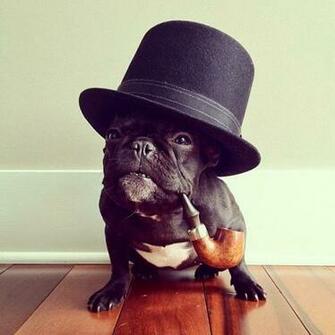 Funny French Bulldog Interesting New Pictures And Cute