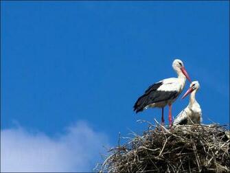 Stork Wallpaper Bird Photos