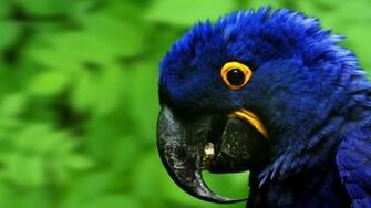 Blue Parrot Widescreen HD Laptop Wallpaper
