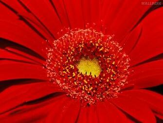 Gerber Daisy Close Up Louisville Kentucky Wallpaper HD
