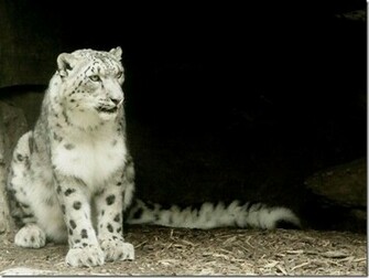 Mac Os X Snow Leopard Wallpaper