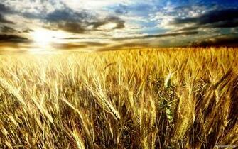 Wallpaper Nature Wheat Field