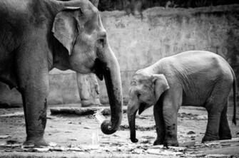 Cute Elephant Babies Photo Bestepics