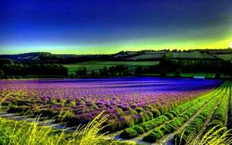 Provence Lavender Fields Wallpaper Car Tuning