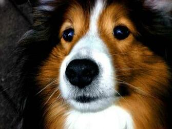 Sheltie Wallpaper
