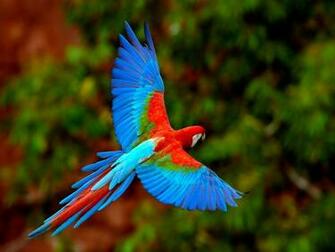 Wallpaper Is Not Difficult To Get Beautiful Bird