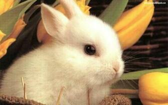 Descargar Imagen Easter Wallpaper HD Widescreen Gratis