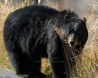 Black Bear Cool HD Wallpaper
