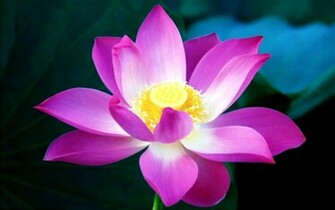 Flower Desktop Wallpaper HD