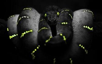 Wallpaper Box Photoshop Snake High Definition