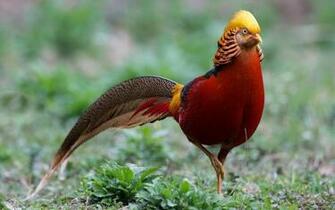 Golden Pheasant HD Wallpaper Background