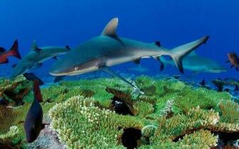 Tag Sharks Desktop Wallpaper Background Photos Pictures And