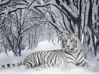 Tiger Wild Animals Wallpaper