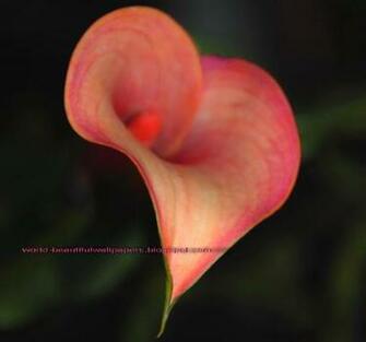 Beautiful Wallpaper Calla Lily Flowers