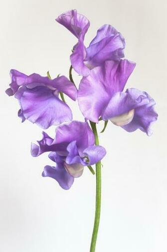 Sweet Peas Rjt Photography
