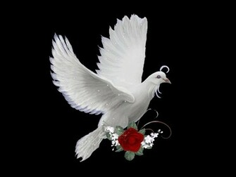 Dove Wallpaper HD High Definition For Desktop