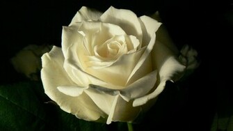 White Roses Black Background Rose On