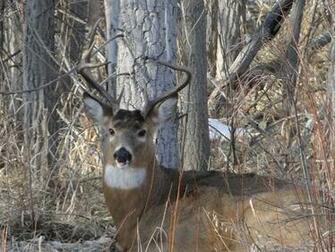 Whitetail Wallpaper Colorado Deer Image