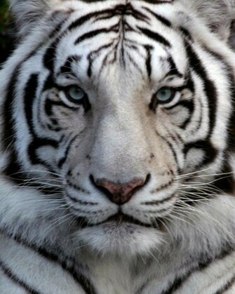 White Siberian Tiger Graphics Pictures Image For Myspace Layouts