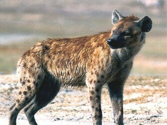 Hyena Wallpaper HD